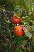 Diospyros kaki L
